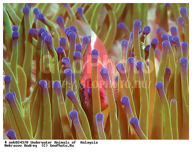 Amphiprion, Amphiprioninae, Amphiprion perideraion, Pink skunk clownfish, Premnas, ���������, ��������, �������� ����, ��������, ����, �������������, ��������� ���, �������������, ����-������, ��������, ����-��������� ����, �����������, ������, ��������, ����, ������, ������, �����, ������, �������, ������, �������, ����� �������, ��������, ��������, ����� ����, ����, �����, ������, ����������, ����������, ����������, �������, ����, �������, ������� �����, �������, �������, ���������, ��������� ����, ���������, �����, ������������, ������������, ���������, ����������, ���������� ��� ����, ���, ���������, ��������� ����������, ���������, ���������, ���������, ��������� ����������, ���������, ��������� �����, ��� �����, ��������, ����������, �������, �������, �������, ����, ����, ����-�����, ����, ����-������, ��������, ��������, �������, �����������, �����������, �����������, �������, �������, ������, �������, ����-��������� ����, ������������� ����, �������������, �������������, Laut China Selatan, ������������� ����, ����� �����, �������������, �������������, �����������, ����-�����, ���� �����, ����-�����, ���� �����