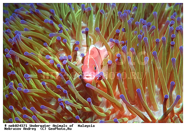 Amphiprion, Amphiprioninae, Amphiprion perideraion, Pink skunk clownfish, Premnas, ���������, ��������, �������� ����, ��������, ����, �������������, ��������� ���, �������������, ����-������, ��������, ����-��������� ����, �����������, ������, ��������, ����, ������, ������, �����, ������, �������, ������, �������, ����� �������, ��������, ��������, ����� ����, ����, �����, ������, ����������, ����������, ����������, �������, ����, �������, ������� �����, �������, �������, ���������, ��������� ����, ���������, �����, ������������, ������������, ���������, ����������, ���������� ��� ����, ���, ���������, ��������� ����������, ���������, ���������, ���������, ��������� ����������, ���������, ��������� �����, ��� �����, ��������, ����������, �������, �������, �������, ����, ����, ����-�����, ����, ����-������, ��������, ��������, �������, �����������, �����������, �����������, �������, �������, ������, �������, ����-��������� ����, ������������� ����, �������������, �������������, Laut China Selatan, ������������� ����, ����� �����, �������������, �������������, �����������, ����-�����, ���� �����, ����-�����, ���� �����