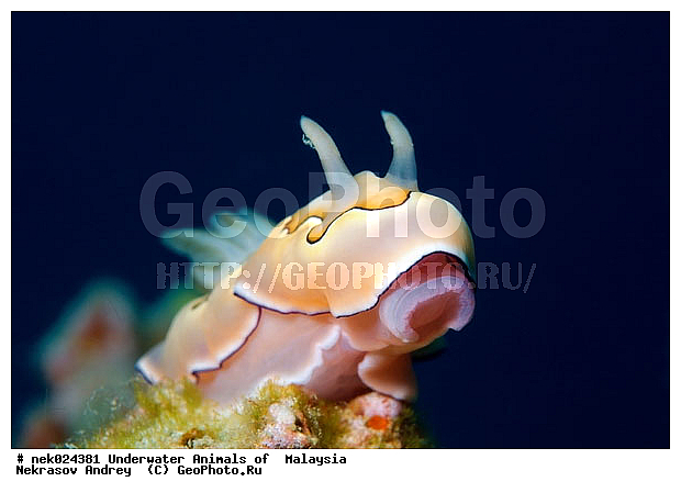 ������������, ��������, ��������� ���, ���������, ����-��������� ����, �����������, ������, ��������, ����, ������, �������, ������������, ������������, ������, �������, ����� �������, ��������, ��������, ��������, ����� ����, ����, ����������, ����������, ����������, �������, ����, �����, �����������, �����������, �����, ��������, �������, ��������, �������, ������� �����, �������, �������, ������� �������, ��������, ����������, ���������, ��������� ����, ���������, �����, ������������, ������������, ���������, ����������, ���������� ��� ����, ���������, ��������� �����������, ��������� ����������, ���������, ���������, ��������� ����������, ��������� �����, ��� �����, ����������, �������, �������, �������, ����, �������, ������, �������, ��������, ��������, �������, �����������, �����������, �����������, ������������, ������������, ����-��������� ����, ������������� ����, �������������, �������������, Laut China Selatan, ������������� ����, ����� �����, �������������, �������������, �����������