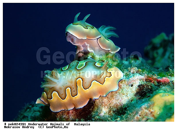 ������������, ��������, ��������� ���, ���������, ����-��������� ����, �����������, ������, ��������, ������, ������, ����, ������, ������, �����, ������, �������, ������������, ������������, ������, �������, ���, ����, ����� �������, ��������, ��������, ��������, ����� ����, ����, ����������, ����������, ����������, �������, ����, �����, �����������, �����������, �����, ��������, �������, ��������, �������, ������� �����, �������, �������, ������� �������, ��������, ����������, ���������, ��������� ����, ���������, �����, ������������, ������������, ���������, ����, ����������, ���������� ��� ����, ���, ���������, ��������� �����������, ��������� ����������, ���������, ���������, ���������, ��������� ����������, ���������, ��������� �����, ��� �����, ��������, ����������, �������, �������, �������, ����, �������, ������, �������, ��������, ��������, �������, �����������, �����������, �����������, ������������, ������������, ����-��������� ����, ������������� ����, �������������, �������������, Laut China Selatan, ������������� ����, ����� �����, �������������, �������������, �����������