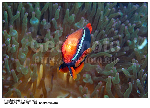 ��������, ����, ��������� ���, ����-��������� ����, �����������, ������, ��������, ����, ������, ������, ������, �����, ������, �������, ������, �������, ����� �������, ��������, ��������, ����� ����, ����, �����, ������, ����������, ����������, ����������, �������, ����, �������, ������� �����, �������, �������, ���������, ��������� ����, ���������, �����, ������������, ������������, ���������, ����������, ���������� ��� ����, ���, ���������, ��������� ����������, ���������, ���������, ���������, ��������� ����������, ���������, ��������� �����, ��� �����, ����������, �������, �������, �������, ����, ����-�����, ����-������, ��������, ��������, �������, �����������, �����������, �����������, �������, �������, ������, �������, ����-��������� ����, ������������� ����, �������������, �������������, Laut China Selatan, ������������� ����, ����� �����, �������������, �������������, �����������, ����-�����, ���� �����, ����-�����, ���� �����