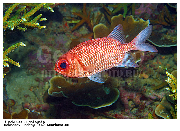 ��������, ��������� ���, ����-��������� ����, �����������, ������, ��������, ����, ������, ������, ������, �����, ������, �������, ������, �������, ����� �������, ��������, ��������, ����� ����, ����, ����������, ����������, ����������, �������, ����, �������, ������� �����, �������, �������, ���������, ��������� ����, ���������, �����, ������������, ������������, ���������, ����������, ���������� ��� ����, ���, ���������, ��������� ����������, ���������, ���������, ���������, ��������� ����������, ���������, ��������� �����, ��� �����, ����������, �������, �������, �������, ����, ��������, ��������, �������, �����������, �����������, �����������, ����-��������� ����, ������������� ����, �������������, �������������, Laut China Selatan, ������������� ����, ����� �����, �������������, �������������, �����������