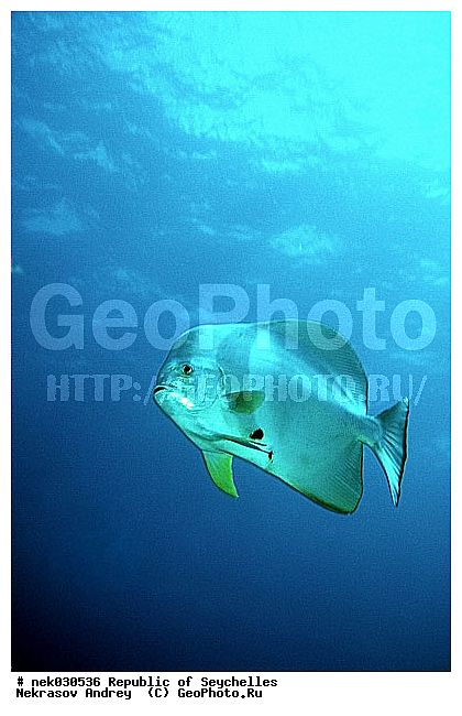 ����� ����, ��������� �����, ��������� ���, ����������� �������, �����������, ������, ��������, ����, ������, ������, �����, ������, �������, ������, �������, ����� �������, ��������, ��������, ����, ����������, ����������, ����������, �������, ����, �������, ������� �����, �������, �������, ���������, ��������� ����, ���������, �����, ������������, ������������, ���������, ������, �������, ����������, ���������� ��� ����, ���, ���������, ��������� ����������, ���������, ���������, ���������, ��������� ����������, ���������, ��������� �����, ��� �����, ��������, ����������, �������, �������, �������, ����, ����, ����, �������, ��������, ��������, �������, �����������, �����������, �����������, ����� ����, �����������, �����������, ���������, �����������