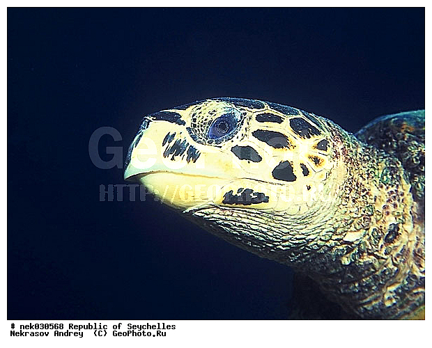 Testudines, Testudines Linnaeus, ��������, ����� ����, ��������� �����, ��������� ���, �����������, ��������������, ����������� �������, ��������, ��������, ��������, �����������, ������, ��������, ����, ������, ������, ������, �����, ������, �������, ������, �������, ����� �������, ��������, ��������, ����, ����������, ����������, ����������, �������, ����, �������, ������� �����, �������, �������, ���������, ��������� ����, ���������, �����, ������������, ������������, ���������, ������, �������, ����������, ���������� ��� ����, ���, ���������, ��������� ����������, ���������, ���������, ���������, ��������� ����������, ���������, ��������� �����, ��� �����, ����������, ��������, ��������, �������, �������, �������, ����, ����, ����, �������, ��������, ��������, �������, �����������, �����������, �����������, ����� ����, �����������, �����������, ���������, �����������, ��������, ��������, ��������������, ��������������, ��������, ��������, XYZ, ������� ��������, Cheloniidae, �����, ����, ��������� �������, Eretmochelys imbricata