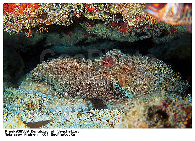 ����� ����, ��������� �����, ��������� ���, ����������� �������, ���������, �����������, ������, ��������, ����, ������, ������, �����, ������, �������, ������, �������, ����� �������, ��������, ��������, ��������, ����, ����������, ����������, ����������, �������, ����, �����������, �������, ��������, �������, ������� �����, �������, �������, ��������, ����������, ���������, ��������� ����, ���������, �����, ������������, ������������, ���������, ������, �������, ����������, ���������� ��� ����, ���, ���������, ��������� ����������, ���������, ���������, ���������, ��������� ����������, ���������, ��������� �����, ��� �����, ��������, ����������, �������, �������, �������, ����, ����, ����, �������, ��������, ��������, �������, �����������, �����������, �����������, ������������, ������������, Cephalopoda, ����������, ���������, �����������, ����������� , ����� ����, �����������, �����������, ���������, �����������