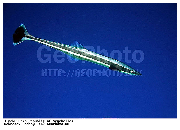 ����� ����, ��������� �����, ��������� ���, ����������� �������, �����������, ������, ��������, ����, ������, ������, �����, ������, �������, ������, �������, ����� �������, ��������, ��������, ����, ����������, ����������, ����������, �������, ����, �������, ������� �����, �������, �������, ���������, ��������� ����, ���������, �����, ������������, ������������, ���������, ������, �������, ����������, ���������� ��� ����, ���, ���������, ��������� ����������, ���������, ���������, ���������, ��������� ����������, ���������, ��������� �����, ��� �����, ��������, ����������, �������, �������, �������, ����, ����, ����, �������, ��������, ��������, �������, �����������, �����������, �����������, ����� ����, �����������, �����������, ���������, �����������