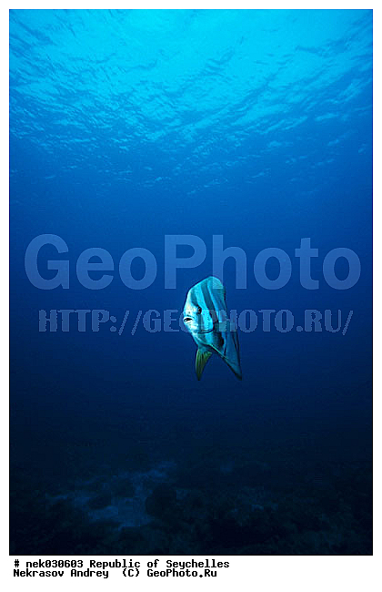 ����� ����, ��������� �����, ��������� ���, ����������� �������, �����������, ������, ��������, ����, ������, ������, ������, �����, ������, �������, ������, �������, ����� �������, ��������, ��������, ����, ����������, ����������, ����������, �������, ����, �������, ������� �����, �������, �������, ���������, ��������� ����, ���������, �����, ������������, ������������, ���������, ������, �������, ����������, ���������� ��� ����, ���, ���������, ��������� ����������, ���������, ���������, ���������, ��������� ����������, ���������, ��������� �����, ��� �����, ����������, �������, �������, �������, ����, ����, ����, �������, ��������, ��������, �������, �����������, �����������, �����������, ����� ����, �����������, �����������, ���������, �����������