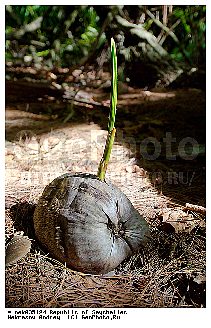 Coco, Cocos, Cocos nucifera, ferre, ������, ��������� �����, �����, ��������� ������, ������, �����������, ���������, �������������, ���������������, ��������, �����������, ����������� �������, �����������, �����������, ������, �����������, �����������, ���������, �������, ������ ������, ��������� ����, ���������, ���������, ���������, ������, ������������, ���������, ����, ������, ������ �����, �������, ���������, ���������, ���������, �����, ������, ������, ������, ������, �������, ���������, ���������, ���������, �����������, ��������, ��������������, �������, �����������, ������, ������, �������, �����������, �����������, ����������� �����, �����������, ����������� ���, ����������� ����, �����������, ������ � �����, �����, �����, �����������