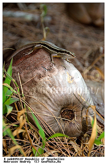 Coco, Cocos, Cocos nucifera, Lacertilia, Sauria, Squamata, ferre, ������, ������, ����������, ���������������, ��������, ��������� �����, �����, ��������� ������, ������, �����������, ���������, �������������, ����, ���������������, ��������������, ��������, �����������, ����������� �������, �����������, �����������, ������, ��������, ����������, ����, �������, �������, �����������, �����������, ���������, �������, ������ ������, �����, ��������� ����, ���������, ���������, ���������, ������, ������������, ���������, ����, ������, ������ �����, �������, ���������, ���������, ���������, �����, ������, ������, ������, ������, �������, ���������, ���������, ���������, �����������, ��������, ��������������, ��������, ��������, �������, �����������, ������, ������, �������, �����������, �����������, �����������, ����������� ���, �����������, ������ � �����, �����, �����, �����������, �����