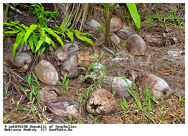 Coco, Cocos, Cocos nucifera, ferre, ������, ��������� �����, �����, ��������� ������, ������, �����������, ���������, �������������, ���������������, ��������, �����������, ����������� �������, �����������, �����������, ������, �����������, �����������, ���������, �������, ������ ������, ��������� ����, ���������, ���������, ���������, ������, ������������, ���������, ����, ������, ������ �����, �������, ���������, ���������, ���������, �����, ������, ������, ������, ������, �������, ���������, ���������, ���������, �����������, ��������, ��������������, �������, �����������, ������, ������, �������, �����������, �����������, ����������� �����, �����������, ����������� ���, ����������� ����, �����������, ������ � �����, �����, �����, �����������