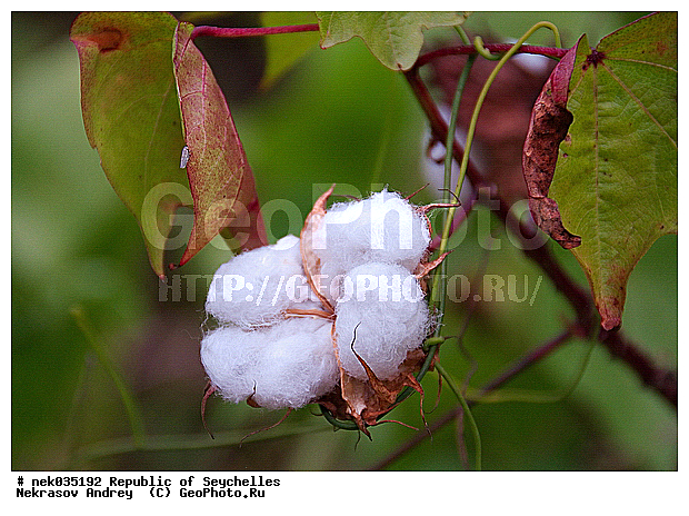 Gossypium, ������, ��������� �����, �����������, ����������� �������, �����������, �����������, ����������� �����, ����������� ������, ������, ������, �����������, �����������, ���������, ������ ������, �����, ���������, ���������, ���������, ������, ������������, ���������, ������, ������ �����, �������, ���������, ���������, ���������, �����, ������, �������, ���������, ���������, ���������, �����������, ��������, ��������, ������������ �������, ������������ ��������, �������, �����������, ������, ������, �������, �����������, �����������, �����������, �����������, ������ � �����, ����������, �����, ������, �����, �����������