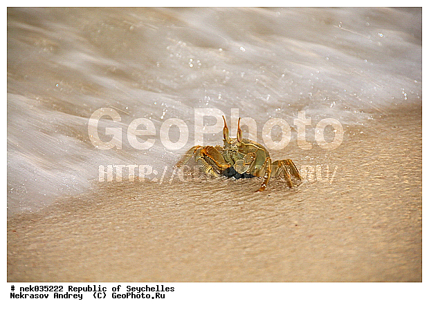 Brachyura, Brachyura Linnaeus, Pleocyemata, ������, ������ ����, ����������� ������������, ��������, ��������� �����, ����, �����, ������������, �����������, ����������� �������, �����������, �����������, ������, �������������, �����������, �����������, ���������, ������ ������, ����������, ����������, ����������, �������, ���������, ���������, ���������, �������, �������, �������, ������, ������������, ������������, ������������, ���������, ������, ������ �����, �������, ���������, ���������, ���������, �����, ������, ���������, �������, ���������, ���������, ���������, �����������, �������, �������, �������, ����, �������, �����������, ������, ������, ��������, ��������, �������, �����������, �����������, �����������, �����������, ������ � �����, �����, �����������, ����� ����, �����������, �����������, ���������, �����������