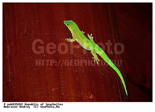 Lacertilia, Sauria, Squamata, ������, ������, ����������, ���������������, ��������, ��������� �����, ��������������, �����������, ����������� �������, �����������, �����������, ������, ��������, ����������, ����, �������, �������, �����������, �����������, ���������, ������ ������, ���������, ���������, ���������, ������, ������������, ���������, ������, ������ �����, �������, ���������, ���������, ���������, �����, ������, �������, ���������, ���������, ���������, �����������, ��������, ��������, �������, �����������, ������, ������, �������, �����������, �����������, �����������, �����������, ������ � �����, �����, �����������, �����