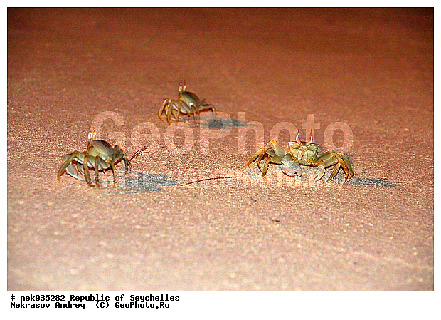 Brachyura, Brachyura Linnaeus, Pleocyemata, ������, ������ ����, ����������� ������������, ��������, ��������� �����, ����, �����, ������������, �����������, ����������� �������, �����������, �����������, ������, �������������, �����������, �����������, ���������, ������ ������, ����������, ����������, ����������, �������, ���������, ���������, ���������, �������, �������, �������, ������, ������������, ������������, ������������, ���������, ������, ������ �����, �������, ���������, ���������, ���������, �����, ������, ���������, �������, ���������, ���������, ���������, �����������, �������, �������, �������, ����, �������, �����������, ������, ������, ��������, ��������, �������, �����������, �����������, �����������, �����������, ������ � �����, �����, �����������, ����� ����, �����������, �����������, ���������, �����������