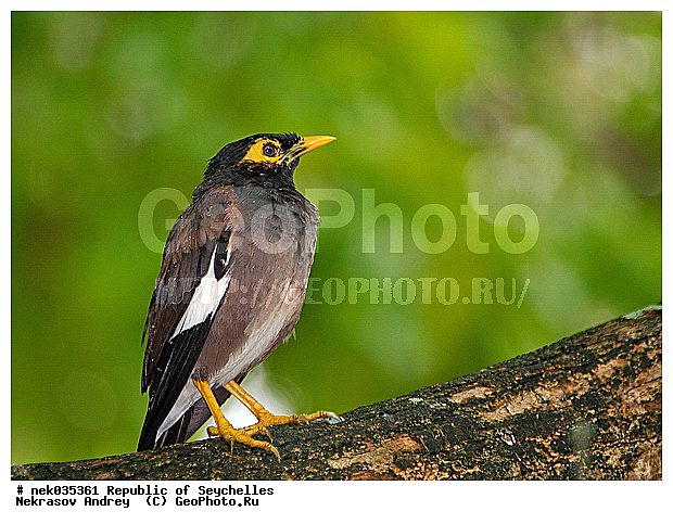 Aves, Linnaeus, ������, ��������, ��������� �����, �����������, �����, �����, �����������, ����������� �������, �����������, �����������, ������, ��������, ������������, �����������, �����������, ���������, ������ ������, ����, ������, �����, ���������, ���������, ���������, ������, ������������, ���������, ������, ������ �����, �������, ���������, ���������, ���������, �����, ������, �������, ���������, ���������, ���������, �����������, �������, �����������, ������, ������, �������, �����������, �����������, �����������, �����������, ������ � �����, �����, �����������, ��������, ��������, �����, �����, ��������, �����������, ����������, Sturnidae, XYZ, ������������ �����, ���������� �������, Acridotheres tristis
