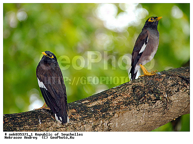 Aves, Linnaeus, ������, ��������, ��������� �����, �����������, �����, �����, �����������, ����������� �������, �����������, �����������, ������, ��������, ������������, �����������, �����������, ������, ���������, ���, ����, �������, ������ ������, ����, ������, �����, ���������, ���������, ���������, ������, ������������, ���������, ������, ������ �����, �������, ���������, ���������, ���������, �����, ������, ������, ������, ����, ������, �������, ���������, ���������, ���������, �����������, ��������, ��������������, �������, �����������, ���������, ������, ������, �������, �����������, �����������, �����������, ����������� ���, �����������, ������ � �����, �����, �����, �����������, ��������, ��������, �����, �����, ��������, �����������, ����������, Sturnidae, XYZ, ������������ �����, ���������� �������, Acridotheres tristis
