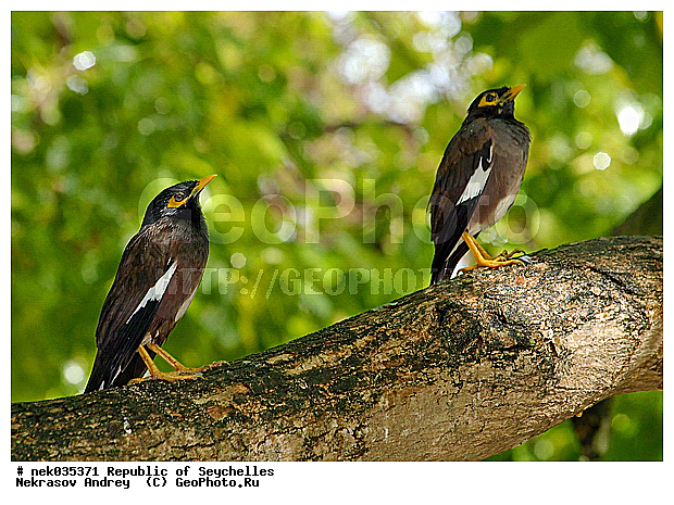Aves, Linnaeus, ������, ��������, ��������� �����, �����������, �����, �����, �����������, ����������� �������, �����������, �����������, ������, ��������, ������������, �����������, �����������, ���������, �������, ������ ������, ����, ������, �����, ���������, ���������, ���������, ������, ������������, ���������, ������, ������ �����, �������, ���������, ���������, ���������, �����, ������, ������, ������, ������, �������, ���������, ���������, ���������, �����������, ��������, ��������������, �������, �����������, ������, ������, �������, �����������, �����������, �����������, ����������� ���, �����������, ������ � �����, �����, �����, �����������, ��������, ��������, �����, �����, ��������, �����������, ����������, Sturnidae, XYZ, ������������ �����, ���������� �������, Acridotheres tristis