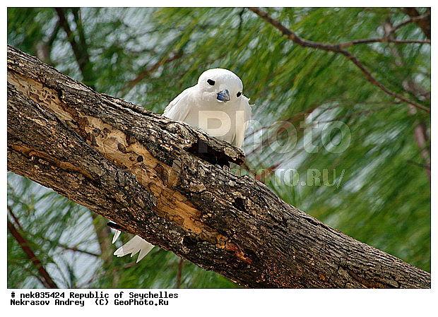 Aves, Linnaeus, ������, ��������, ��������� �����, �����������, �����, �����, �����������, ����������� �������, �����������, �����������, ������, ��������, ������������, �����������, �����������, ���������, �������, ������ ������, �����, ����, ������, �����, ���������, ���������, ���������, ������, ����������, ������������, ���������, ������, ������ �����, �������, ���������, ���������, ���������, �����, ������, ������, ������, ������, �������, ���������, ���������, ���������, �����������, ��������, ��������������, �������, �����������, ������, ������, �������, �����������, �����������, �����������, ����������� ���, �����������, ������ � �����, �����, �����, �����������, ������, ������, ������������, ��������, ��������, ��������, �����, �����, ��������, �����������, ������� �����, ������� �����, XYZ, ���������, Sternidae, ����� ������, Gygis alba