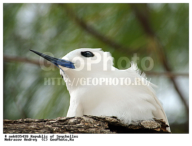 Aves, Linnaeus, ������, ��������, ��������� �����, �����������, �����, �����, �����������, ����������� �������, �����������, �����������, ������, ��������, ������������, �����������, �����������, ���������, ������ ������, �����, ����, ������, �����, ���������, ���������, ���������, ������, ����������, ������������, ���������, ������, ������ �����, �������, ���������, ���������, ���������, �����, ������, �������, ���������, ���������, ���������, �����������, �������, �����������, ������, ������, �������, �����������, �����������, �����������, �����������, ������ � �����, �����, �����������, ������, ������, ������������, ��������, ��������, ��������, �����, �����, ��������, �����������, ������� �����, ������� �����, XYZ, ���������, Sternidae, ����� ������, Gygis alba