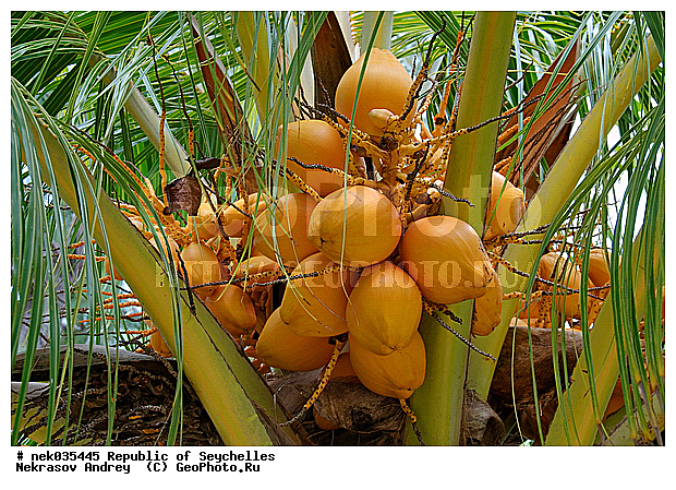 Coco, Cocos, Cocos nucifera, ferre, ������, ��������� �����, �����, ��������� ������, ������, �����, ������, �����������, ���������, �������������, ���������������, ��������, �����������, ����������� �������, �����������, �����������, ������, �����������, �����������, ���������, �������, ������ ������, �����, ������, ��������� ����, ���������, ���������, ���������, ����, ������� ���������, ������� ������, �����, ����������, ������, ���������, ������, ����������, ������������, ���������, ����, ������, ������ �����, �������, ���������, ���������, ���������, �����, ������, ������, ������, ������, �������, �������, ���������, ���������, ���������, �����������, ��������, ��������������, �������, �����������, ������, ������, �������, �����������, �����������, ����������� �����, �����������, ����������� ���, ����������� ����, �����������, ������ � �����, �����, �����, �����������, �������, ������, ������, ������������, ��������