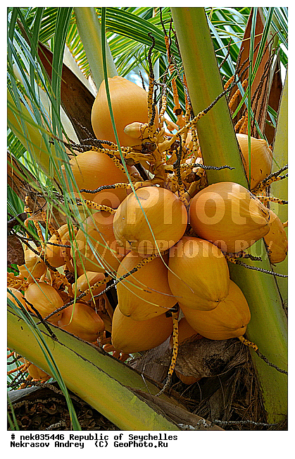 Coco, Cocos, Cocos nucifera, ferre, ������, ��������� �����, �����, ��������� ������, ������, �����, ������, �����������, ���������, �������������, ���������������, ��������, �����������, ����������� �������, �����������, �����������, ������, �����������, �����������, ���������, �������, ������ ������, �����, ������, ��������� ����, ���������, ���������, ���������, ����, ������� ���������, ������� ������, �����, ����������, ������, ���������, ������, ����������, ������������, ���������, ����, ������, ������ �����, �������, ���������, ���������, ���������, �����, ������, ������, ������, ������, �������, �������, ���������, ���������, ���������, �����������, ��������, ��������������, �������, �����������, ������, ������, �������, �����������, �����������, ����������� �����, �����������, ����������� ���, ����������� ����, �����������, ������ � �����, �����, �����, �����������, �������, ������, ������, ������������, ��������