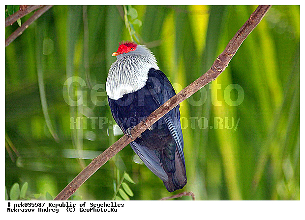 Aves, Linnaeus, ������, ��������, ��������� �����, �����������, �����, �����, �����������, ����������� �������, �����������, �����������, ������, ��������, ������������, �����������, �����������, ���������, �������, ������ ������, �����, ����, ������, �����, ���������, ���������, ���������, ������, ����������, ������������, ���������, ������, ������ �����, �������, ���������, ���������, ���������, �����, ������, ������, ������, ������, �������, ���������, ���������, ���������, �����������, ��������, ��������������, �������, �����������, ������, ������, �������, �����������, �����������, �����������, ����������� ���, �����������, ������ � �����, �����, �����, �����������, ������, ������, ������������, ��������, ��������, ��������, �����, �����, ��������, �����������, XYZ, ���������, Columbidae, ����������� ����� ������, Alectroenas pulcherrima, Alectroenas pulcherrimus