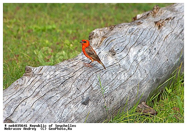 Aves, Linnaeus, ������, ��������, ��������� �����, �����������, �����, �����, �����������, ����������� �������, �����������, �����������, ������, ��������, ������������, �����������, �����������, ���������, ������ ������, �����, ����, ������, �����, ���������, ���������, ���������, ������, ����������, ������������, ���������, ������, ������ �����, �������, ���������, ���������, ���������, �����, ������, �������, ���������, ���������, ���������, �����������, �������, �����������, ������, ������, �������, �����������, �����������, �����������, �����������, ������ � �����, �����, �����������, ������, ������, ������������, ��������, ��������, ��������, �����, �����, ��������, �����������, XYZ, ����������, Ploceidae, ������� ����, �������������� ����, Foudia madagascariensis, ��������, ��������, �����, �����, ��������, �����������, XYZ, ����������, Ploceidae, ������� ����, �������������� ����, Foudia madagascariensis, ��������, ��������, �����, �����, ��������, �����������, XYZ, ����������, Ploceidae, ������� ����, �������������� ����, Foudia madagascariensis