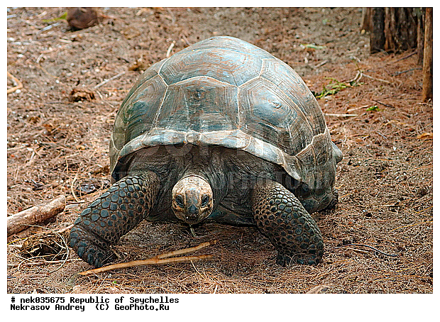 Geochelone, Geochelone elephantopus, Testudines, Testudines Linnaeus, Testudinidae, Testudo, ������, ��������, ��������� �����, �����������, ��������������, �����������, ����������� �������, �����������, �����������, ������������ ��������, ���������� ��������, ������, ��������, ��������, ��������, �����������, �����������, ���������, �������, ������ ������, �����, ���������, ���������, ���������, ������, ����������, ������������, ���������, ������, ������ �����, �������, ���������, ���������, ���������, �����, ������, ������, ������, ������, �������, ���������, ���������, ���������, �����������, ��������, ��������������, ��������, ��������, �������, �����������, �������� ��������, ������, ������, �������, �����������, �����������, �����������, ����������� ���, �����������, ������ � �����, �����, �����, �����������, ��������, ��������, ������, ������, ������������, ��������, ��������, ��������, XYZ, ���������� ��������, Testudinidae, ����������� ��������, ����������� ���������� ��������, ���������� ��������, Megalochelys gigantea, ��������, ��������, XYZ, ���������� ��������, Testudinidae, ����������� ��������, ����������� ���������� ��������, ���������� ��������, Megalochelys gigantea