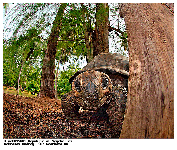 Geochelone, Geochelone elephantopus, Testudines, Testudines Linnaeus, Testudinidae, Testudo, ������, ��������, ��������� �����, �����������, ��������������, �����������, ����������� �������, �����������, �����������, ������������ ��������, ���������� ��������, ������, ��������, ��������, ��������, �����������, �����������, ���������, �������, ������ ������, �����, ���������, ���������, ���������, ������, ����������, ������������, ���������, ������, ������ �����, �������, ���������, ���������, ���������, �����, ������, ������, ������, ������, �������, ���������, ���������, ���������, �����������, ��������, ��������������, ��������, ��������, �������, �����������, �������� ��������, ������, ������, �������, �����������, �����������, �����������, ����������� ���, �����������, ������ � �����, �����, �����, �����������, ��������, ��������, ������, ������, ������������, ��������, ��������, ��������, XYZ, ���������� ��������, Testudinidae, ����������� ��������, ����������� ���������� ��������, ���������� ��������, Megalochelys gigantea, ��������, ��������, XYZ, ���������� ��������, Testudinidae, ����������� ��������, ����������� ���������� ��������, ���������� ��������, Megalochelys gigantea