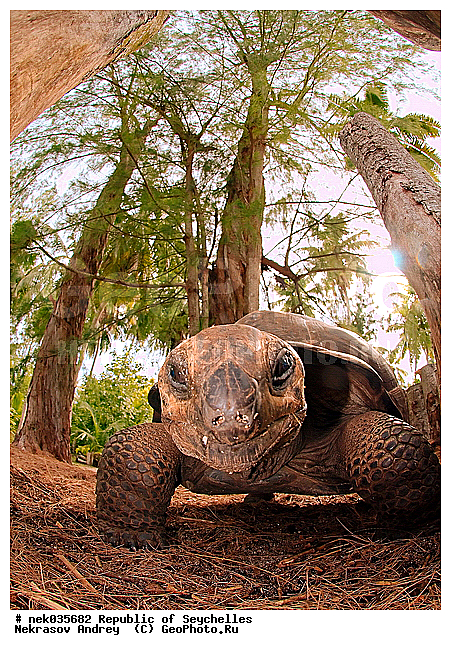 Geochelone, Geochelone elephantopus, Testudines, Testudines Linnaeus, Testudinidae, Testudo, ������, ��������, ��������� �����, �����������, ��������������, �����������, ����������� �������, �����������, �����������, ������������ ��������, ���������� ��������, ������, ��������, ��������, ��������, �����������, �����������, ���������, �������, ������ ������, �����, ���������, ���������, ���������, ������, ����������, ������������, ���������, ������, ������ �����, �������, ���������, ���������, ���������, �����, ������, ������, ������, ������, �������, ���������, ���������, ���������, �����������, ��������, ��������������, ��������, ��������, �������, �����������, �������� ��������, ������, ������, �������, �����������, �����������, �����������, ����������� ���, �����������, ������ � �����, �����, �����, �����������, ��������, ��������, ������, ������, ������������, ��������, ��������, ��������, XYZ, ���������� ��������, Testudinidae, ����������� ��������, ����������� ���������� ��������, ���������� ��������, Megalochelys gigantea, ��������, ��������, XYZ, ���������� ��������, Testudinidae, ����������� ��������, ����������� ���������� ��������, ���������� ��������, Megalochelys gigantea