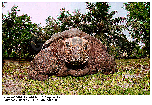Geochelone, Geochelone elephantopus, Testudines, Testudines Linnaeus, Testudinidae, Testudo, ������, ��������, ��������� �����, �����������, ��������������, �����������, ����������� �������, �����������, �����������, ������������ ��������, ���������� ��������, ������, ��������, ��������, ��������, �����������, �����������, ���������, �������, ������ ������, �����, ���������, ���������, ���������, ������, ����������, ������������, ���������, ������, ������ �����, �������, ���������, ���������, ���������, �����, ������, ������, ������, ������, �������, ���������, ���������, ���������, �����������, ��������, ��������������, ��������, ��������, �������, �����������, �������� ��������, ������, ������, �������, �����������, �����������, �����������, ����������� ���, �����������, ������ � �����, �����, �����, �����������, ��������, ��������, ������, ������, ������������, ��������, ��������, ��������, XYZ, ���������� ��������, Testudinidae, ����������� ��������, ����������� ���������� ��������, ���������� ��������, Megalochelys gigantea, ��������, ��������, XYZ, ���������� ��������, Testudinidae, ����������� ��������, ����������� ���������� ��������, ���������� ��������, Megalochelys gigantea