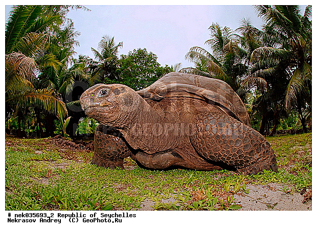 Geochelone, Geochelone elephantopus, Testudines, Testudines Linnaeus, Testudinidae, Testudo, ������, ��������, ��������� �����, �����������, ��������������, �����������, ����������� �������, �����������, �����������, ������������ ��������, ���������� ��������, ������, ��������, ��������, ��������, �����������, �����������, ���������, �������, ������ ������, �����, ���������, ���������, ���������, ������, ����������, ������������, ���������, ������, ������ �����, �������, ���������, ���������, ���������, �����, ������, ������, ������, ������, �������, ���������, ���������, ���������, �����������, ��������, ��������������, ��������, ��������, �������, �����������, �������� ��������, ������, ������, �������, �����������, �����������, �����������, ����������� ���, �����������, ������ � �����, �����, �����, �����������, ��������, ��������, ������, ������, ������������, ��������, ��������, ��������, XYZ, ���������� ��������, Testudinidae, ����������� ��������, ����������� ���������� ��������, ���������� ��������, Megalochelys gigantea, ��������, ��������, XYZ, ���������� ��������, Testudinidae, ����������� ��������, ����������� ���������� ��������, ���������� ��������, Megalochelys gigantea