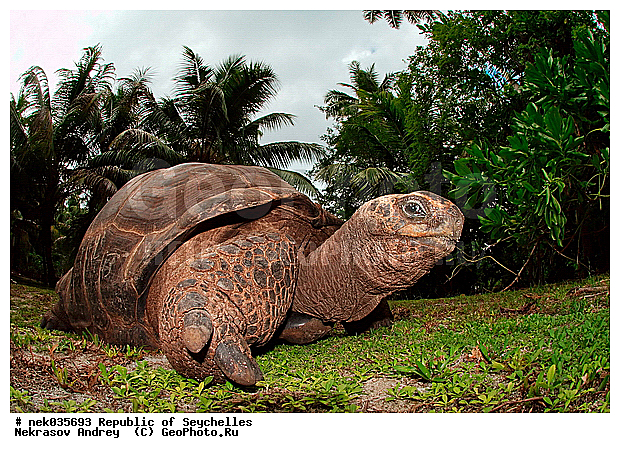 Geochelone, Geochelone elephantopus, Testudines, Testudines Linnaeus, Testudinidae, Testudo, ������, ��������, ��������� �����, �����������, ��������������, �����������, ����������� �������, �����������, �����������, ������������ ��������, ���������� ��������, ������, ��������, ��������, ��������, �����������, �����������, ���������, �������, ������ ������, �����, ���������, ���������, ���������, ������, ����������, ������������, ���������, ������, ������ �����, �������, ���������, ���������, ���������, �����, ������, ������, ������, ������, �������, ���������, ���������, ���������, �����������, ��������, ��������������, ��������, ��������, �������, �����������, �������� ��������, ������, ������, �������, �����������, �����������, �����������, ����������� ���, �����������, ������ � �����, �����, �����, �����������, ��������, ��������, ������, ������, ������������, ��������, ��������, ��������, XYZ, ���������� ��������, Testudinidae, ����������� ��������, ����������� ���������� ��������, ���������� ��������, Megalochelys gigantea, ��������, ��������, XYZ, ���������� ��������, Testudinidae, ����������� ��������, ����������� ���������� ��������, ���������� ��������, Megalochelys gigantea