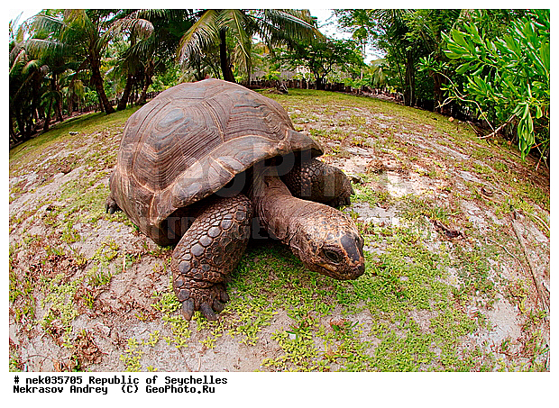 Geochelone, Geochelone elephantopus, Testudines, Testudines Linnaeus, Testudinidae, Testudo, ������, ��������, ��������� �����, �����������, ��������������, �����������, ����������� �������, �����������, �����������, ������������ ��������, ���������� ��������, ������, ��������, ��������, ��������, �����������, �����������, ���������, �������, ������ ������, �����, ���������, ���������, ���������, ������, ����������, ������������, ���������, ������, ������ �����, �������, ���������, ���������, ���������, �����, ������, ������, ������, ������, �������, ���������, ���������, ���������, �����������, ��������, ��������������, ��������, ��������, �������, �����������, �������� ��������, ������, ������, �������, �����������, �����������, �����������, ����������� ���, �����������, ������ � �����, �����, �����, �����������, ��������, ��������, ������, ������, ������������, ��������, ��������, ��������, XYZ, ���������� ��������, Testudinidae, ����������� ��������, ����������� ���������� ��������, ���������� ��������, Megalochelys gigantea, ��������, ��������, XYZ, ���������� ��������, Testudinidae, ����������� ��������, ����������� ���������� ��������, ���������� ��������, Megalochelys gigantea