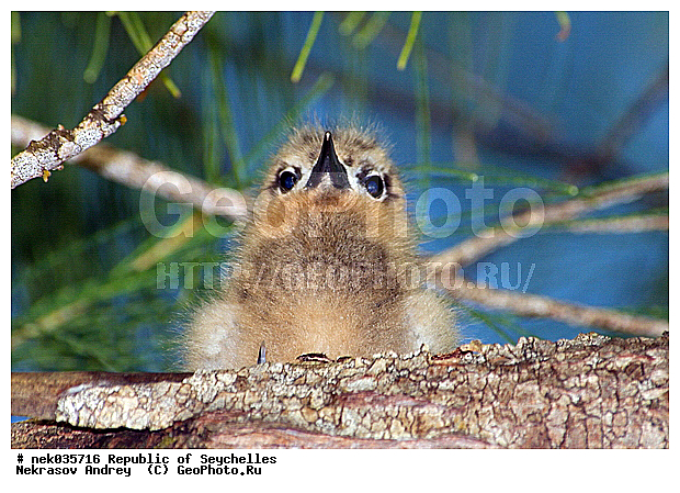 Aves, Linnaeus, ������, ��������, ��������� �����, �����������, �����, �����, �����������, ����������� �������, �����������, �����������, ������, ��������, ������������, �����������, �����������, ���������, �������, ������ ������, �����, ����, ������, �����, ���������, ���������, ���������, ������, ����������, ������������, ���������, ������, ������ �����, �������, ���������, ���������, ���������, �����, ������, ������, ������, ������, �������, ���������, ���������, ���������, �����������, ��������, ��������������, �������, �����������, ������, ������, �������, �����������, �����������, �����������, ����������� ���, �����������, ������ � �����, �����, �����, �����������, ������, ������, ������������, ��������, ��������, ��������, �����, �����, ��������, �����������, ������� �����, ������� �����, XYZ, ���������, Sternidae, ����� ������, Gygis alba
