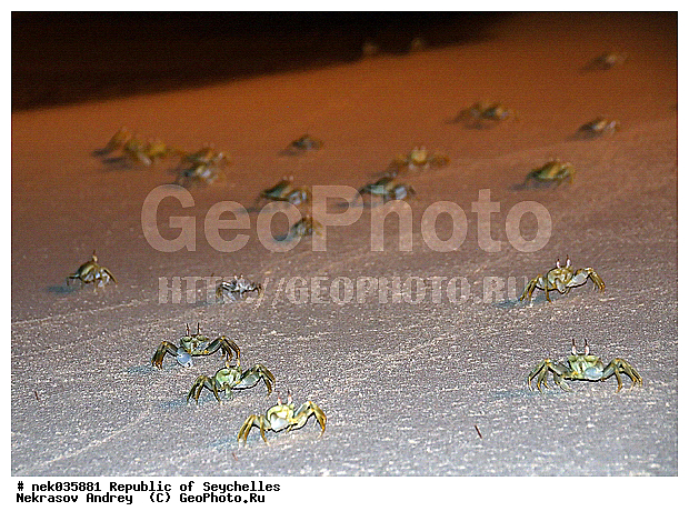 Brachyura, Brachyura Linnaeus, Pleocyemata, ������, ������ ����, ����������� ������������, ��������, ��������� �����, ����, �����, ������������, �����������, ����������� �������, �����������, �����������, ������, �������������, �����������, �����������, ���������, ������ ������, �����, ����������, ����������, ����������, �������, ���������, ���������, ���������, �������, �������, �������, ������, ����������, ������������, ������������, ������������, ���������, ������, ������ �����, �������, ���������, ���������, ���������, �����, ������, ���������, �������, ���������, ���������, ���������, �����������, �������, �������, �������, ����, �������, �����������, ������, ������, ��������, ��������, �������, �����������, �����������, �����������, �����������, ������ � �����, �����, �����������, ������, ������, ������������, ��������, ����� ����, �����������, �����������, ���������, �����������