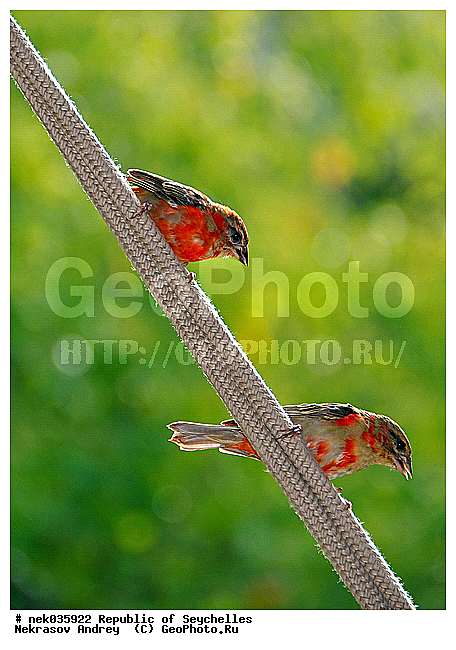 Aves, Linnaeus, ������, ��������, ��������� �����, �����������, �����, �����, �����������, ����������� �������, �����������, �����������, ������, ��������, ������������, �����������, �����������, ������, ���������, ���, ����, ������ ������, �����, ����, ������, �����, ���������, ���������, ���������, ������, ����������, ������������, ���������, ������, ������ �����, �������, ���������, ���������, ���������, �����, ������, ����, �������, ���������, ���������, ���������, �����������, �������, �����������, ���������, ������, ������, �������, �����������, �����������, �����������, �����������, ������ � �����, �����, �����������, ������, ������, ������������, ��������, ��������, ��������, �����, �����, ��������, �����������, XYZ, ����������, Ploceidae, ������� ����, �������������� ����, Foudia madagascariensis, ��������, ��������, �����, �����, ��������, �����������, XYZ, ����������, Ploceidae, ������� ����, �������������� ����, Foudia madagascariensis, ��������, ��������, �����, �����, ��������, �����������, XYZ, ����������, Ploceidae, ������� ����, �������������� ����, Foudia madagascariensis
