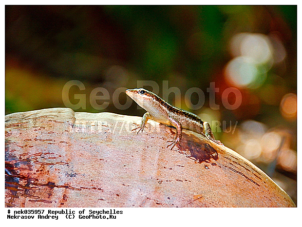 Coco, Cocos, Cocos nucifera, Lacertilia, Sauria, Squamata, ferre, ������, ������, ����������, ���������������, ��������, ��������� �����, �����, ��������� ������, ������, �����������, ���������, �������������, ����, ���������������, ��������������, ��������, �����������, ����������� �������, �����������, �����������, ������, ��������, ����������, ����, �������, �������, �����������, �����������, ���������, �������, ������ ������, �����, �����, ��������� ����, ���������, ���������, ���������, ������, ����������, ������������, ���������, ����, ������, ������ �����, �������, ���������, ���������, ���������, �����, ������, ������, ������, ������, �������, ���������, ���������, ���������, �����������, ��������, ��������������, ��������, ��������, �������, �����������, ������, ������, �������, �����������, �����������, �����������, ����������� ���, �����������, ������ � �����, �����, �����, �����������, ������, ������, ������������, ��������, �����