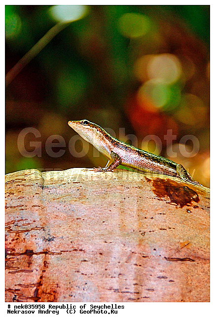 Coco, Cocos, Cocos nucifera, Lacertilia, Sauria, Squamata, ferre, ������, ������, ����������, ���������������, ��������, ��������� �����, �����, ��������� ������, ������, �����������, ���������, �������������, ����, ���������������, ��������������, ��������, �����������, ����������� �������, �����������, �����������, ������, ��������, ����������, ����, �������, �������, �����������, �����������, ���������, �������, ������ ������, �����, �����, ��������� ����, ���������, ���������, ���������, ������, ����������, ������������, ���������, ����, ������, ������ �����, �������, ���������, ���������, ���������, �����, ������, ������, ������, ������, �������, ���������, ���������, ���������, �����������, ��������, ��������������, ��������, ��������, �������, �����������, ������, ������, �������, �����������, �����������, �����������, ����������� ���, �����������, ������ � �����, �����, �����, �����������, ������, ������, ������������, ��������, �����