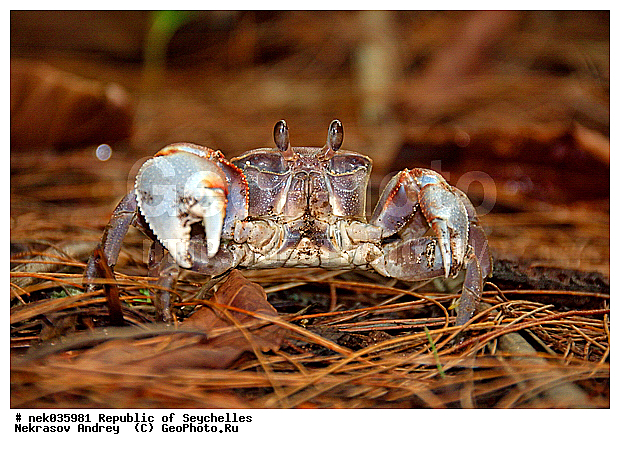 Brachyura, Brachyura Linnaeus, Pleocyemata, ������, ������ ����, ����������� ������������, ��������, ��������� �����, ����, �����, ������������, �����������, ����������� �������, �����������, �����������, ������, �������������, �����������, �����������, ������, ���������, ����, �����, �������, ������ ������, �����, ������, ���������, ���������, ���������, ������, ����������, ������������, ���������, ������, ������ �����, �������, ���������, ���������, ���������, �����, ������, ������, ������, ������, �������, ���������, ���������, ���������, �����������, ��������, ��������������, �������, �����������, ��������, ������, ������, �������, �����������, �����������, �����������, ����������� ���, �����������, ������ � �����, �����, �����, �����������, ������, ������, ������������, ��������