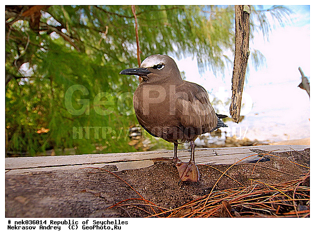 Aves, Linnaeus, ������, ��������, ��������� �����, �����������, �����, �����, �����������, ����������� �������, �����������, �����������, ������, ��������, ������������, �����������, �����������, ���������, �������, ������ ������, �����, ����, ������, �����, ���������, ���������, ���������, ������, ����������, ������������, ���������, ������, ������ �����, �������, ���������, ���������, ���������, �����, ������, ������, ������, ������, �������, ���������, ���������, ���������, �����������, ��������, ��������������, �������, �����������, ������, ������, �������, �����������, �����������, �����������, ����������� ���, �����������, ������ � �����, �����, �����, �����������, ������, ������, ������������, ��������, ��������, ��������, �����, �����, ��������, �����������, ������� �����, ������� �����, XYZ, ���������, Sternidae, ������������ ������ ������, Anous stolidus