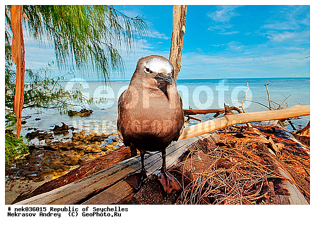 Aves, Linnaeus, ������, ��������, ��������� �����, �����������, �����, �����, �����������, ����������� �������, �����������, �����������, ������, ��������, ������������, �����������, �����������, �����, ��������� �����, ����, ���������, �������, ������ ������, �����, ����, ������, �����, ���������, ���������, ���������, ����, ������, ����������, ������, �����, ������������, ���������, ������, ������ �����, �������, ���������, ���������, ���������, �����, ������, ������, ������, ������, �������� ������, �����, ����, �������, ���������, ���������, ���������, �����������, ��������, ��������������, �������, �����������, ������, ������, �������, �����������, �����������, �����������, ����������� ���, �����������, ������ � �����, �����, �����, �����������, ������, ������, ������������, ��������, ��������, ��������, �����, �����, ��������, �����������, ������� �����, ������� �����, XYZ, ���������, Sternidae, ������������ ������ ������, Anous stolidus