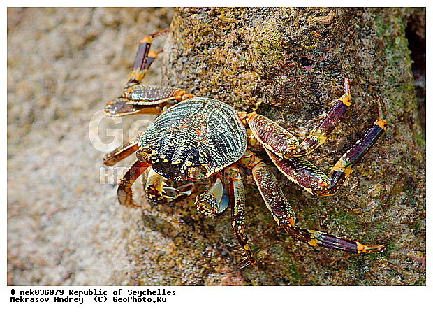 Brachyura, Brachyura Linnaeus, Pleocyemata, ������, ������ ����, ����������� ������������, ��������, ��������� �����, ����, �����, ������������, �����������, ����������� �������, �����������, �����������, ������, �������������, �����������, �����������, ���������, ������ ������, �����, ����������, ����������, ����������, �������, ���������, ���������, ���������, �������, �������, �������, ������, ����������, ������������, ������������, ������������, ���������, ������, ������ �����, �������, ���������, ���������, ���������, �����, ������, ���������, �������, ���������, ���������, ���������, �����������, �������, �������, �������, ����, �������, �����������, ������, ������, ��������, ��������, �������, �����������, �����������, �����������, �����������, ������ � �����, �����, �����������, ������, ������, ������������, ��������, ����� ����, �����������, �����������, ���������, �����������