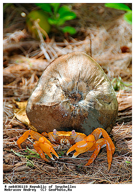 Brachyura, Brachyura Linnaeus, Coco, Cocos, Cocos nucifera, Pleocyemata, ferre, ������, ������ ����, ����������� ������������, ��������, ��������� �����, �����, ��������� ������, ������, ����, �����, �����������, ���������, �������������, ����, ���������������, ������������, ��������, �����������, ����������� �������, �����������, �����������, ������, �������������, �����������, �����������, ���������, �������, ������ ������, �����, �����, ��������� ����, ����������, ����������, ����������, �������, ���������, ���������, ���������, �������, �������, �������, ������, ����������, ������������, ������������, ������������, ���������, ����, ������, ������ �����, �������, ���������, ���������, ���������, �����, ������, ������, ������, ������, ���������, �������, ���������, ���������, ���������, �����������, ��������, ��������������, �������, �������, �������, ����, �������, �����������, ������, ������, ��������, ��������, �������, �����������, �����������, ����������� �����, �����������, ����������� ���, ����������� ����, �����������, ������ � �����, �����, �����, �����������, ������, ������, ������������, ��������, ����� ����, �����������, �����������, ���������, �����������