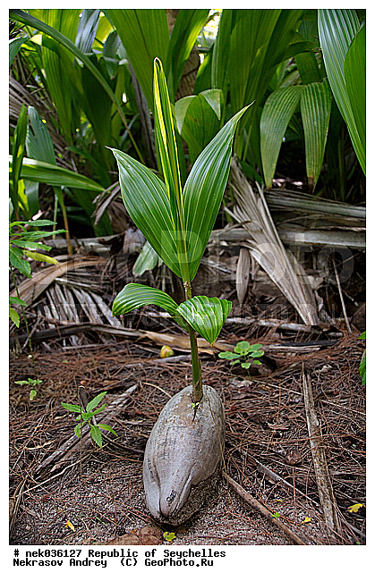 Coco, Cocos, Cocos nucifera, ferre, ������, ��������� �����, �����, ��������� ������, ������, �����������, ���������, �������������, ���������������, ��������, �����������, ����������� �������, �����������, �����������, ������, �����������, �����������, ���������, �������, ������ ������, �����, ��������� ����, ���������, ���������, ���������, ������, ����������, ������������, ���������, ����, ������, ������ �����, �������, ���������, ���������, ���������, �����, ������, ������, ������, ������, �������, ���������, ���������, ���������, �����������, ��������, ��������������, �������, �����������, ������, ������, �������, �����������, �����������, ����������� �����, �����������, ����������� ���, ����������� ����, �����������, ������ � �����, �����, �����, �����������, ������, ������, ������������, ��������