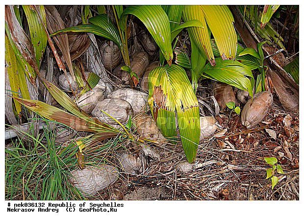 Coco, Cocos, Cocos nucifera, ferre, ������, ��������� �����, �����, ��������� ������, ������, �����������, ���������, �������������, ����, ���������������, ��������, �����������, ����������� �������, �����������, �����������, ������, �����������, �����������, ���������, �������, ������ ������, �����, �����, ��������� ����, ���������, ���������, ���������, ������, ����������, ������������, ���������, ����, ������, ������ �����, �������, ���������, ���������, ���������, �����, ������, ������, ������, ������, �������, ���������, ���������, ���������, �����������, ��������, ��������������, �������, �����������, ������, ������, �������, �����������, �����������, ����������� �����, �����������, ����������� ���, ����������� ����, �����������, ������ � �����, �����, �����, �����������, ������, ������, ������������, ��������