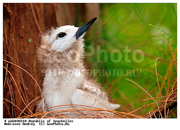 Aves, Linnaeus, ������, ��������, ��������� �����, �����������, �����, �����, �����������, ����������� �������, �����������, �����������, ������, ��������, ������������, �����������, �����������, ���������, �������, ������ ������, �����, ����, ������, �����, ���������, ���������, ���������, ������, ����������, ������������, ���������, ������, ������ �����, �������, ���������, ���������, ���������, �����, ������, ������, ������, ������, �������, ���������, ���������, ���������, �����������, ��������, ��������������, �������, �����������, ������, ������, �������, �����������, �����������, �����������, ����������� ���, �����������, ������ � �����, �����, �����, �����������, ������, ������, ������������, ��������, ��������, ��������, �����, �����, ��������, �����������, ������� �����, ������� �����, XYZ, ���������, Sternidae, ����� ������, Gygis alba