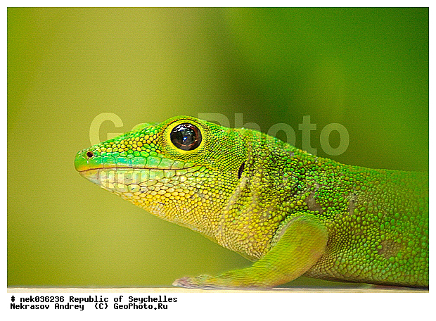 Lacertilia, Sauria, Squamata, ������, ������, ����������, ���������������, ��������, ��������� �����, ��������������, �����������, ����������� �������, �����������, �����������, ������, ��������, ����������, ����, �������, �������, �����������, �����������, ������, ���������, ����, �����, �������, ������ ������, �����, ������, ���������, ���������, ���������, ������, ����������, ������������, ���������, ������, ������ �����, �������, ���������, ���������, ���������, �����, ������, ������, ������, ������, �������, ���������, ���������, ���������, �����������, ��������, ��������������, ��������, ��������, �������, �����������, ��������, ������, ������, �������, �����������, �����������, �����������, ����������� ���, �����������, ������ � �����, �����, �����, �����������, ������, ������, ������������, ��������, �����