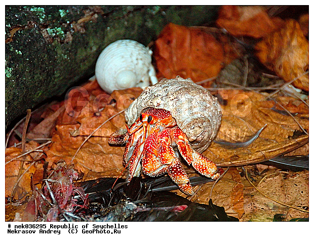 Brachyura, Pleocyemata, ������, ������ ����, ����������� ������������, ��������, ��������� �����, ����, �����, ������������, �����������, ����������� �������, �����������, �����������, ������, �������������, �����������, �����������, ���������, �������, ������ ������, �����, ����������, ����������, ����������, �������, ���������, ���������, ���������, �������, �������, �������, ������, ����������, ������������, ������������, ������������, ���������, ������, ������ �����, �������, ���������, ���������, ���������, �����, ������, ������, ������, ������, ���������, �������, ���������, ���������, ���������, �����������, ���, ��� ���������, ��������, ��������������, �������, �������, �������, ����, �������, �����������, ������, ������, ��������, ��������, �������, �����������, �����������, �����������, ����������� ���, �����������, ������ � �����, �����, �����, �����������, ������, ������, ������������, ��������, ����� ����, �����������, �����������, ���������, �����������
