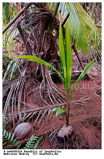 Coco, Cocos, Cocos nucifera, ferre, ������, ��������� �����, �����, ��������� ������, ������, �����������, ���������, �������������, ����, ���������������, ��������, �����������, ����������� �������, �����������, �����������, ������, �����������, �����������, ���������, ������ ������, �����, �����, ��������� ����, ���������, ���������, ���������, ������, ����������, ������������, ���������, ����, ������, ������ �����, �������, ���������, ���������, ���������, �����, ������, �������, ���������, ���������, ���������, �����������, �������, �����������, ������, ������, �������, �����������, �����������, ����������� �����, �����������, ����������� ����, �����������, ������ � �����, �����, �����������, ������, ������, ������������, ��������